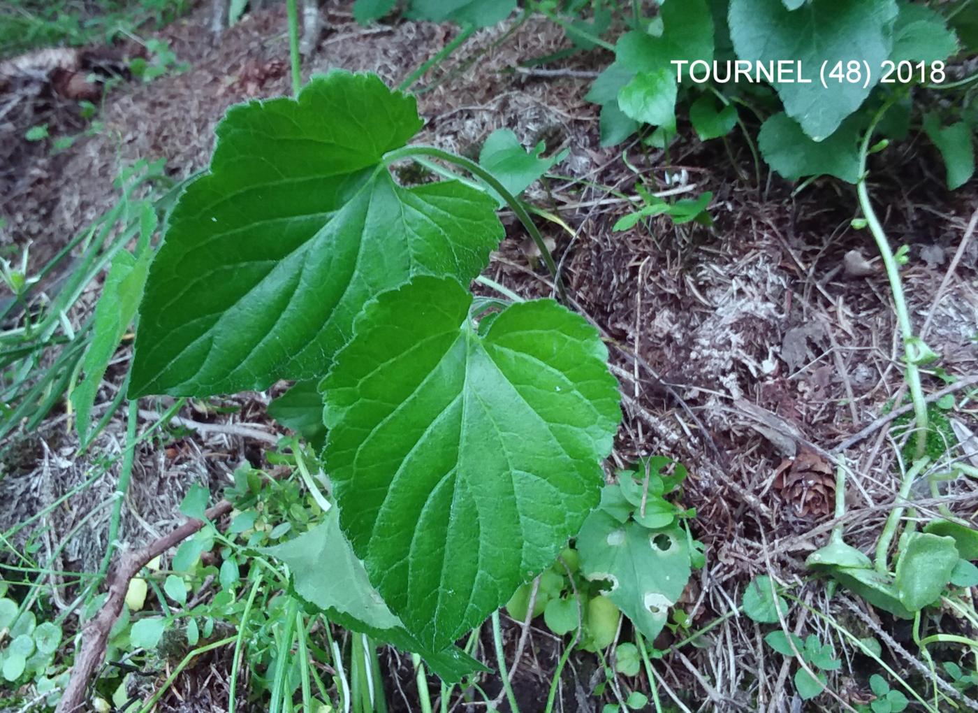 Violet, [White] leaf